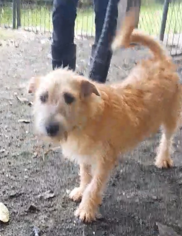 Diesel — available for adoption at TTSPCA Tobago